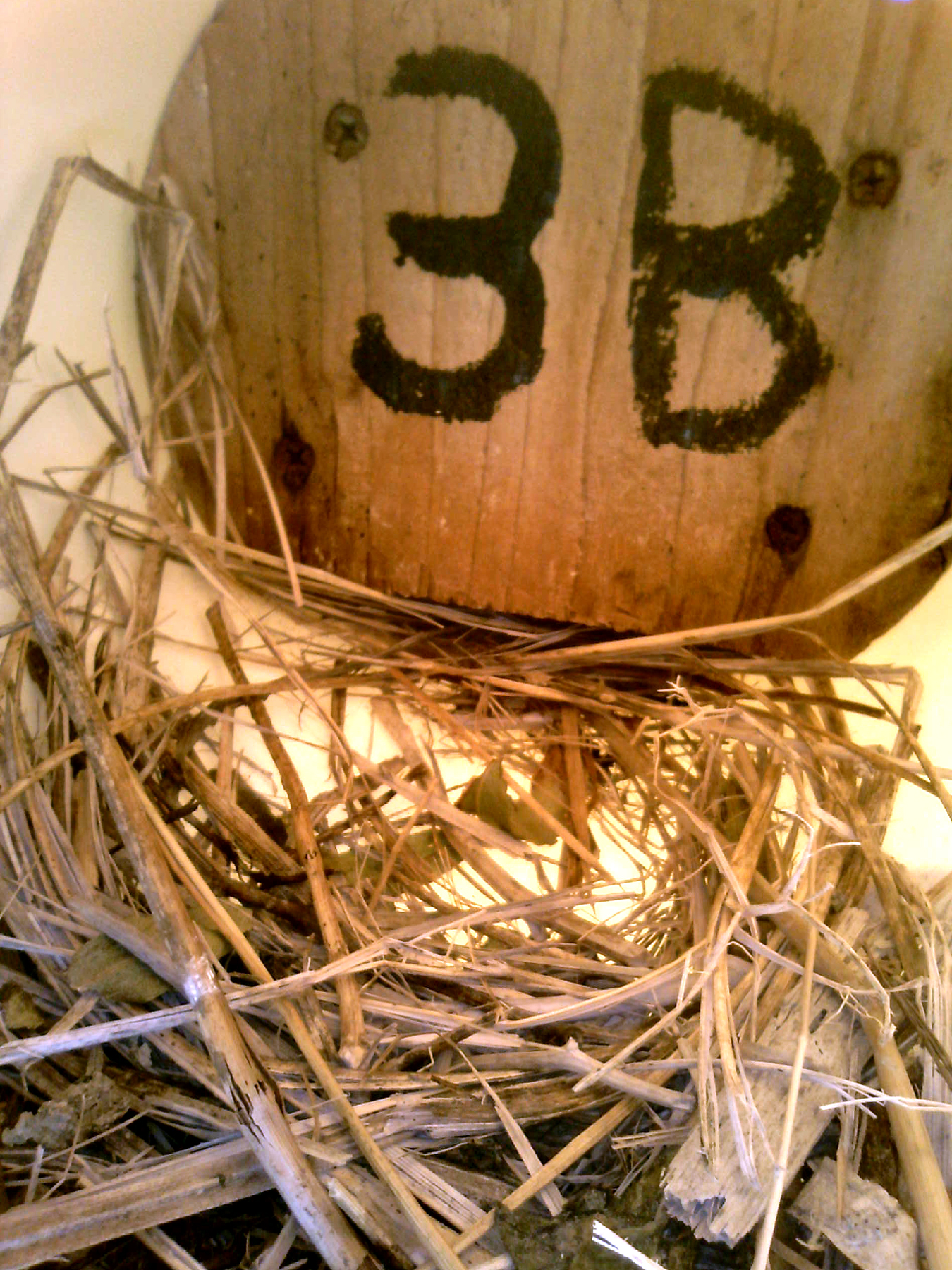 OPAS 3B